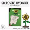 Solrosens livscykel | Flikbok i kruka