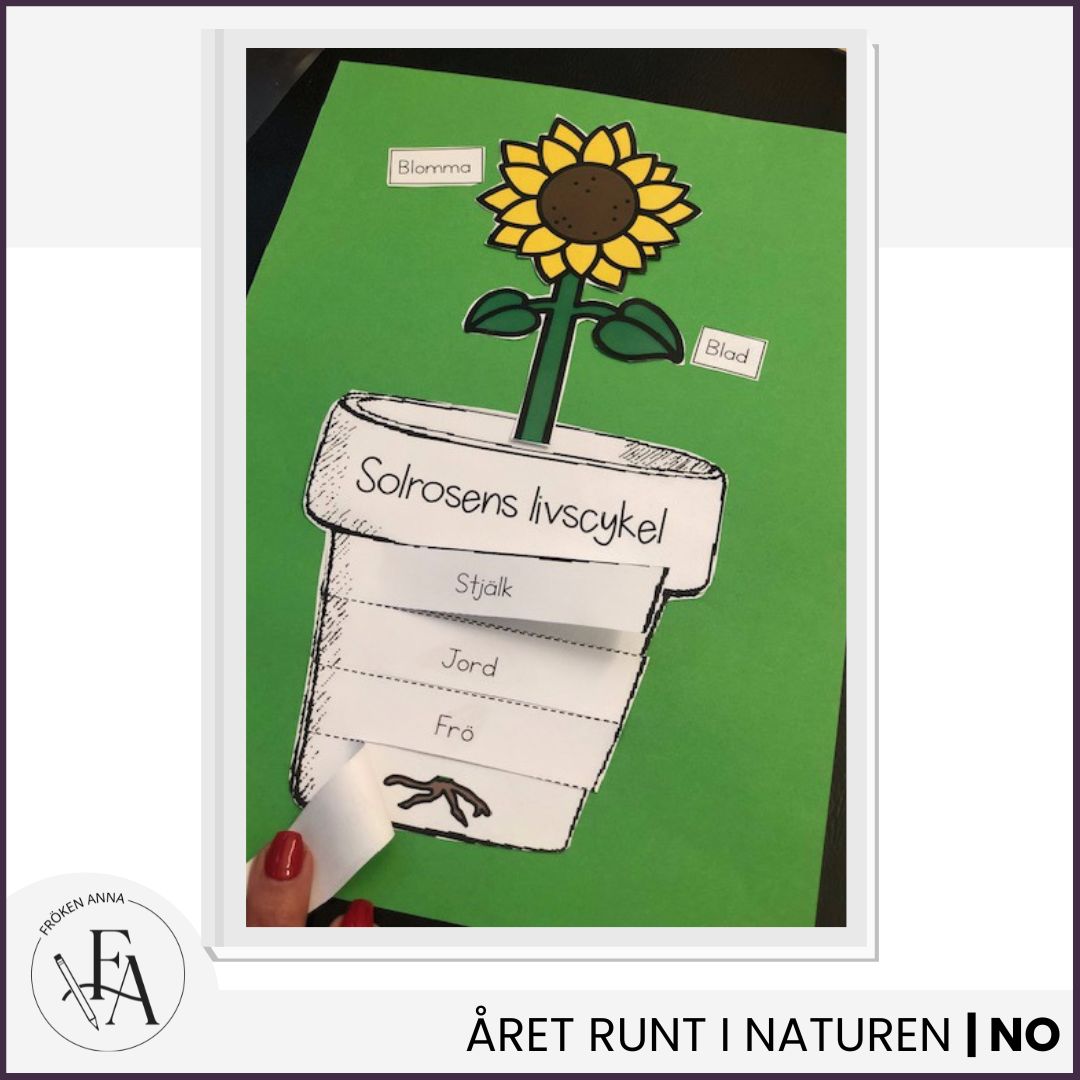 Solrosens livscykel | Flikbok i kruka