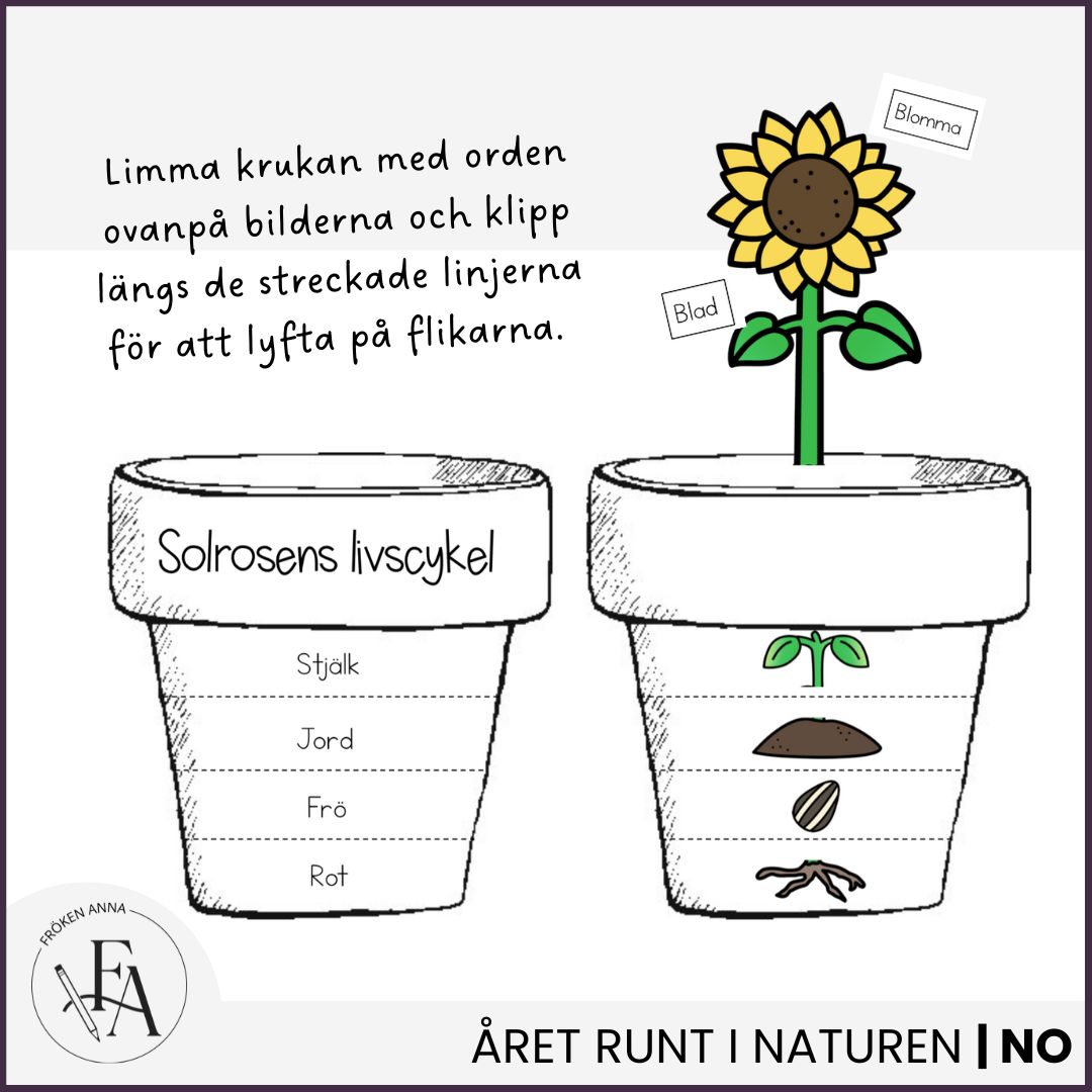Solrosens livscykel | Flikbok i kruka