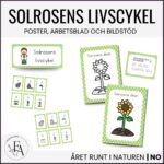 Solrosens livscykel och delar