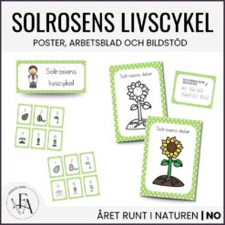 Solrosens livscykel och delar