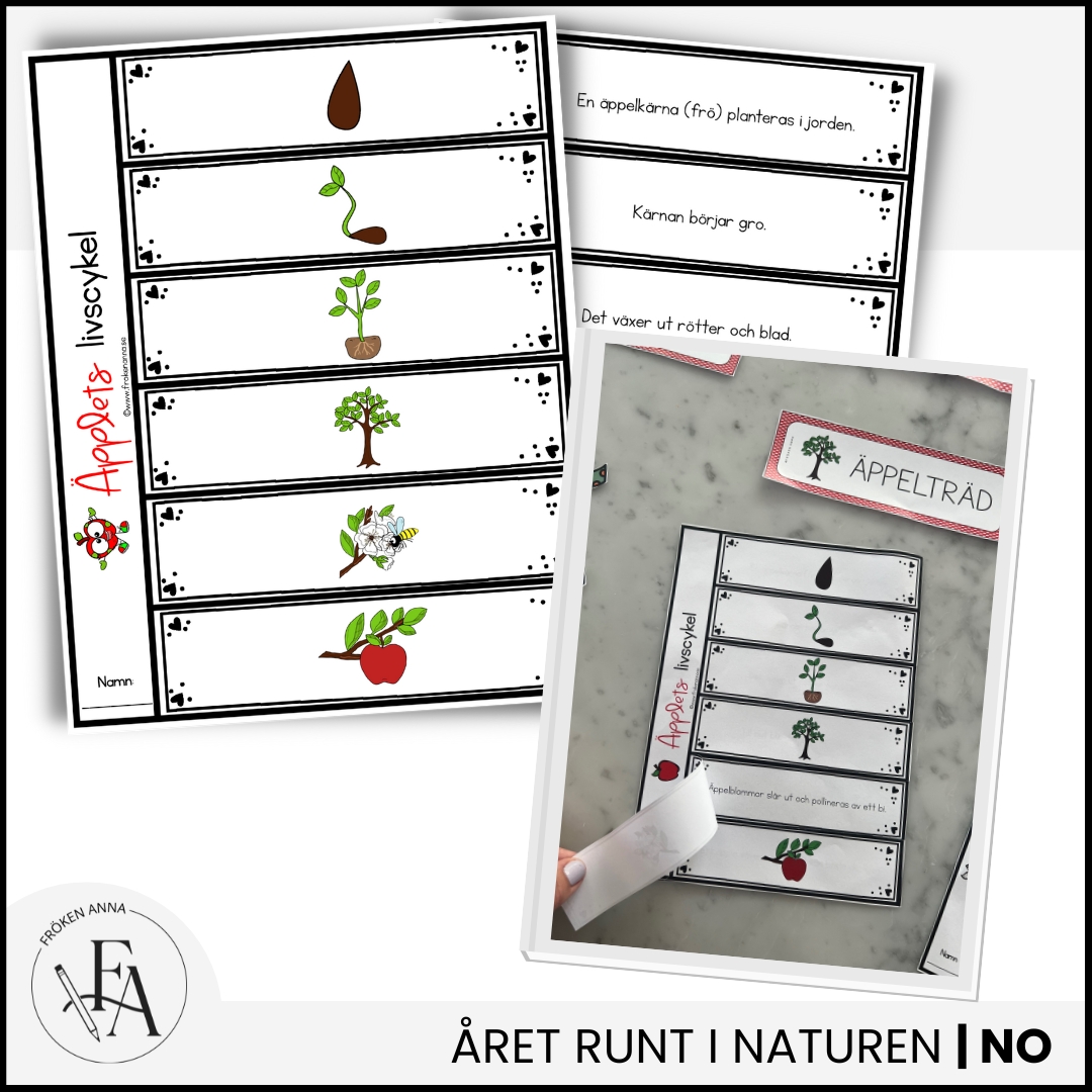 Äpplets livscykel