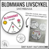 Blommans livscykel (snurra / hjul)