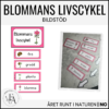 Bildstöd: blommans livscykel