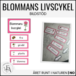 Bildstöd: blommans livscykel