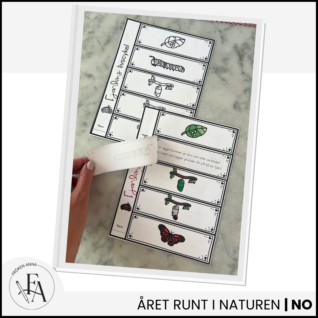 Fjärilens livscykel: Flikbok